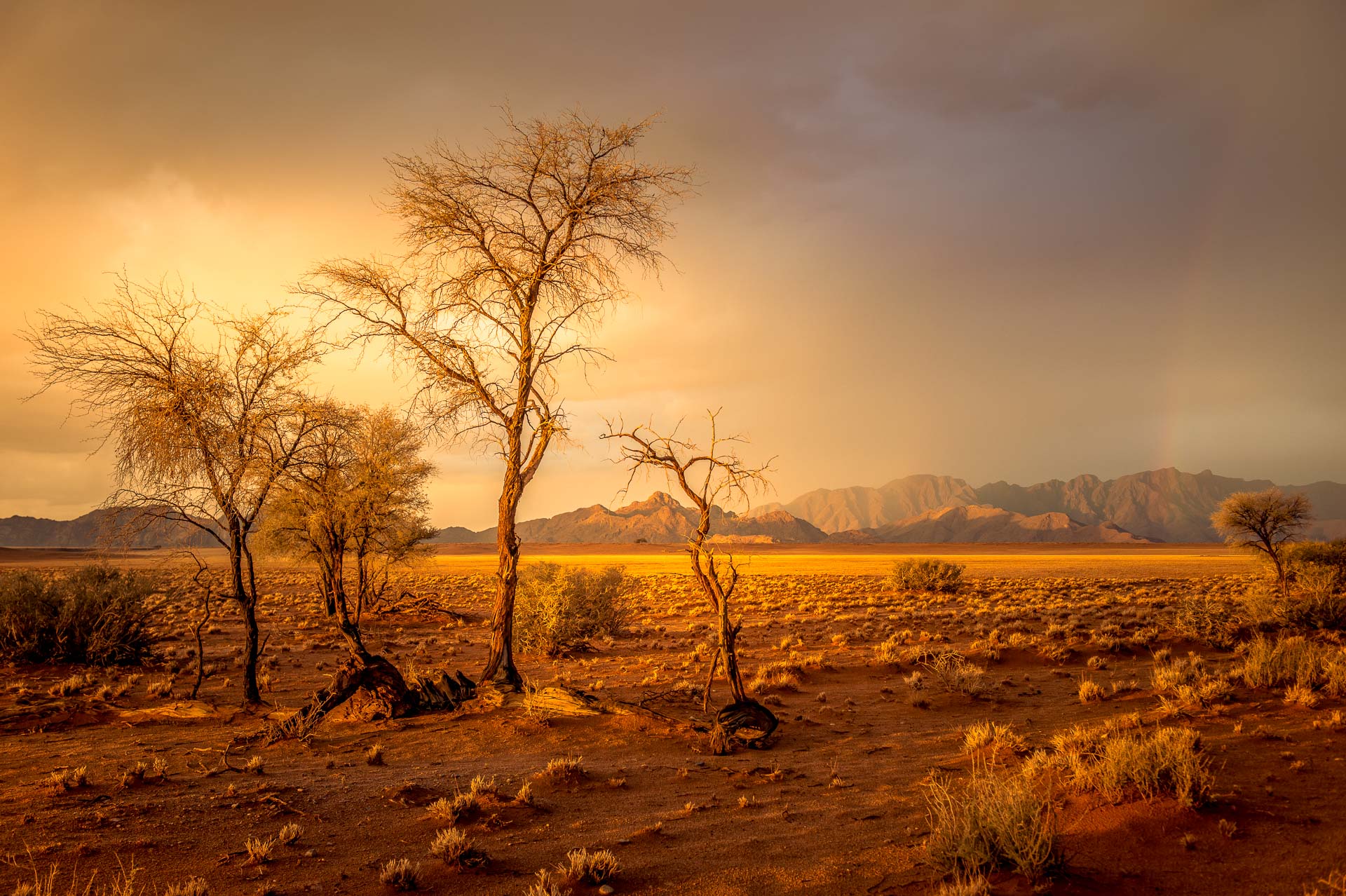 Voyage en Namibie, Saussus Vlei après la pluie